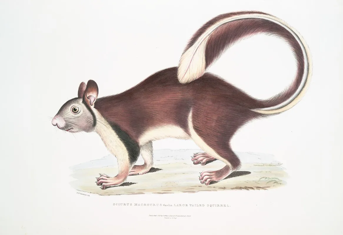 Large Tailed Squirrel Sciurus Macrourus