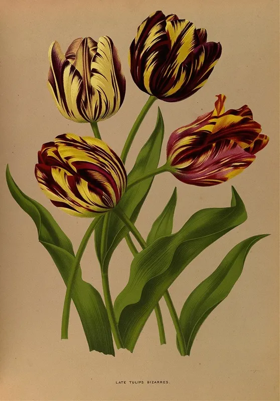 Late Tulips Bizarres by Arentina Hendrica Arendsen - Canvas Print
