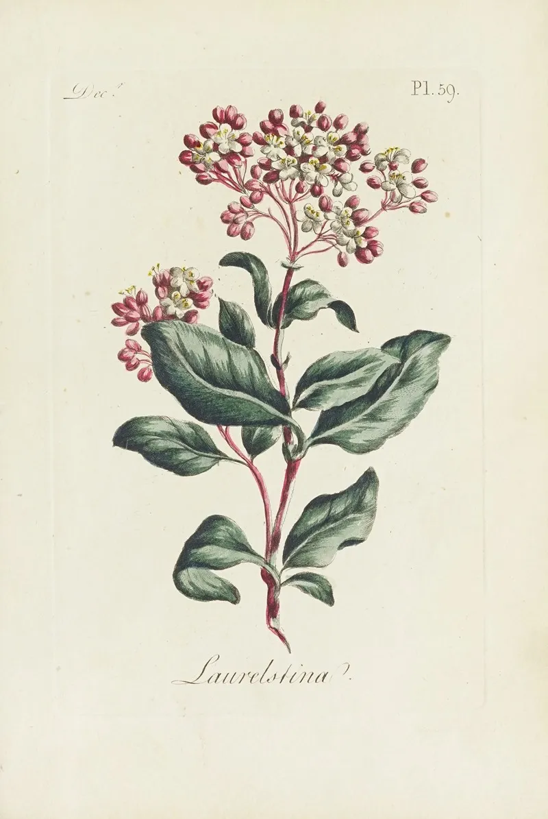 Laurelstina by Carington Bowles - Canvas Print