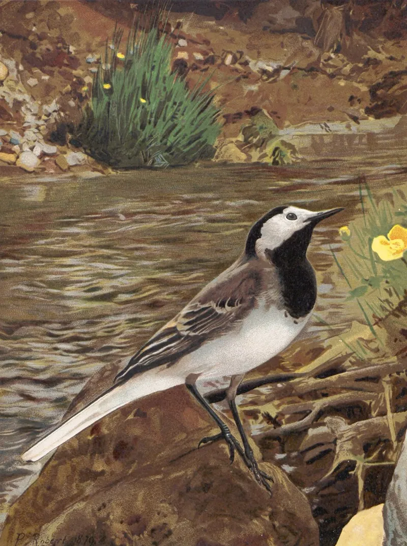 Lavandiere Grise by Léo-Paul Robert - Canvas Print