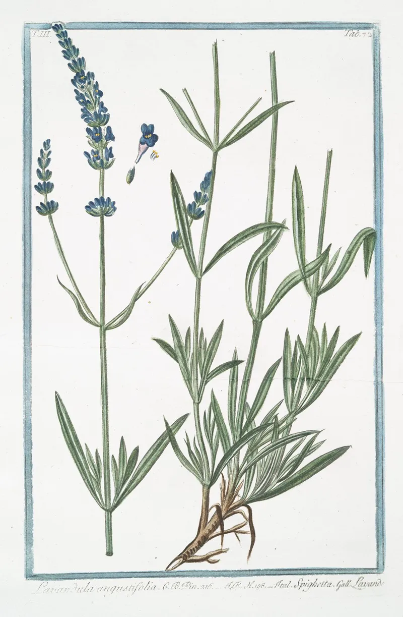 Lavandula Angustifolia Spighetta Lavande English Lavander