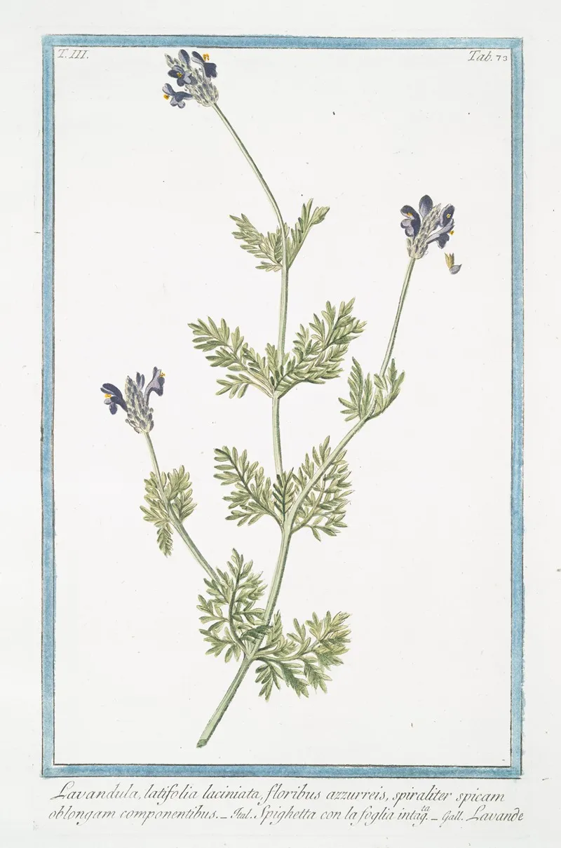 Lavandula Latifolia Laciniata Floribus Azzurreis Spiraliter Spicam Oblongam Componentibus Spighetta Con La Foglia Intagta Lavande Spike Lavender