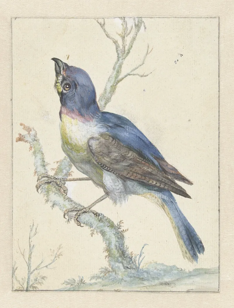 Lazuli Bunting by Jan Weenix - Canvas Print