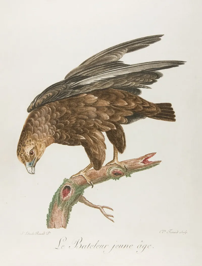 Le Bateleur Jeune Age