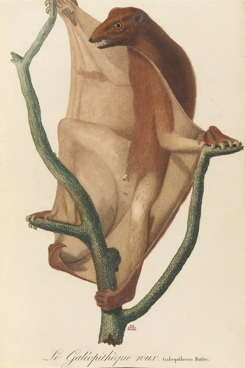 Le Galeopitheque Roux