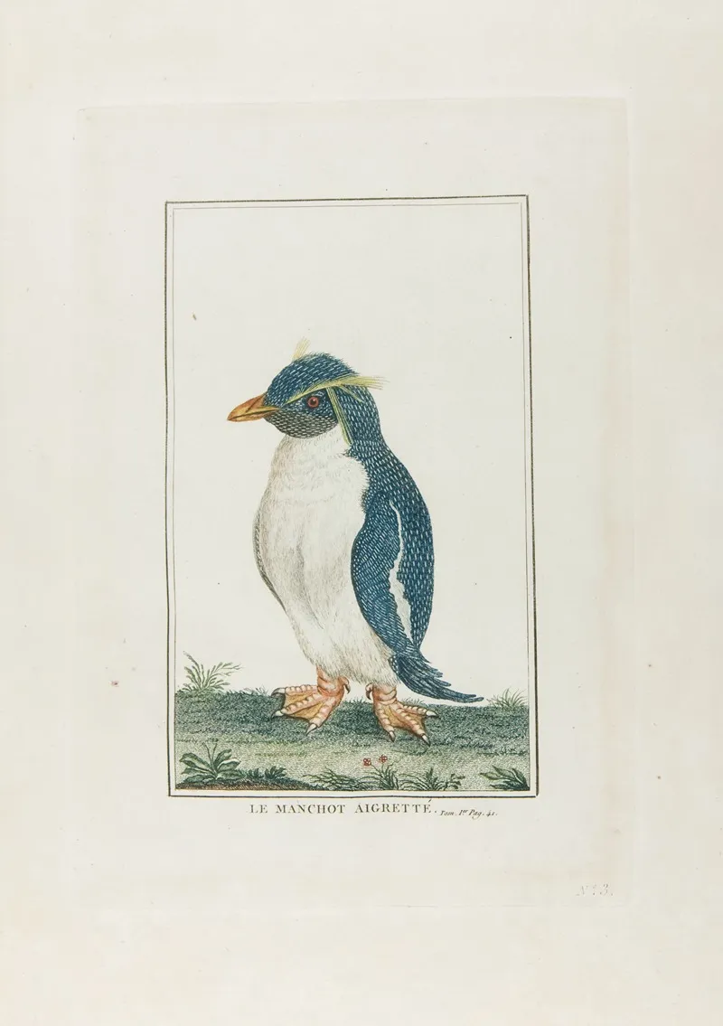 Le Manchot Aigrette