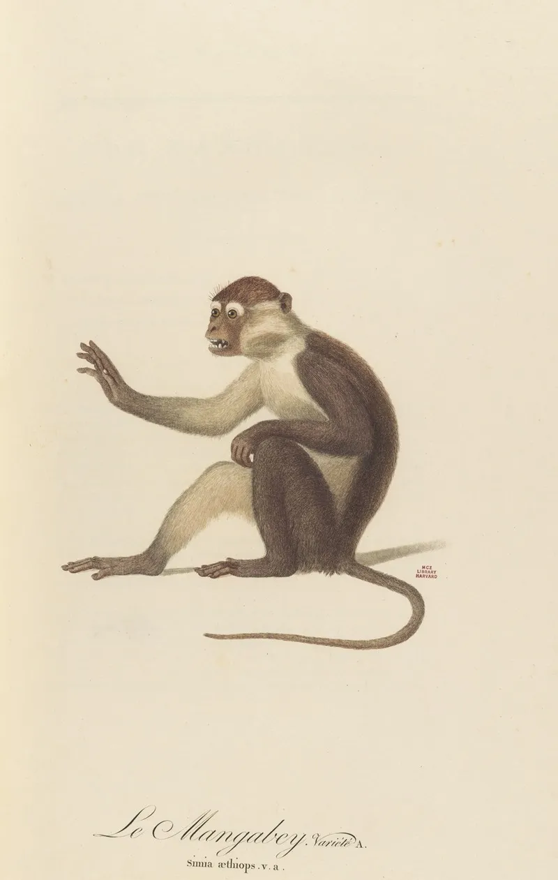 Le Mangabey Variete A