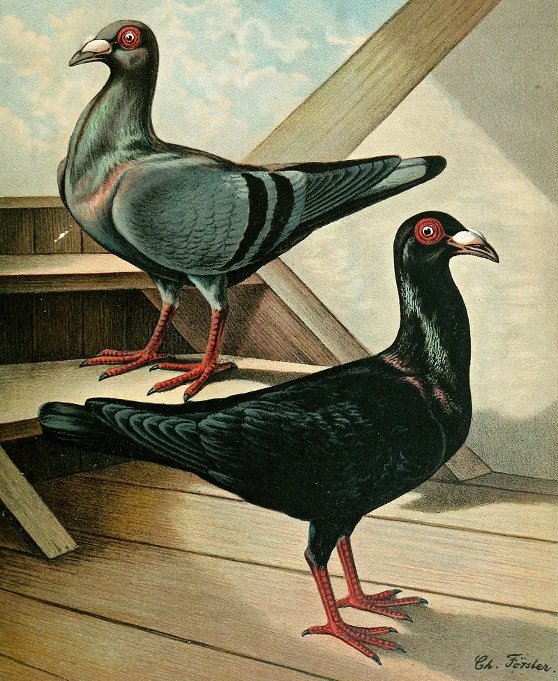 Le Pig Bagadais Chevalier