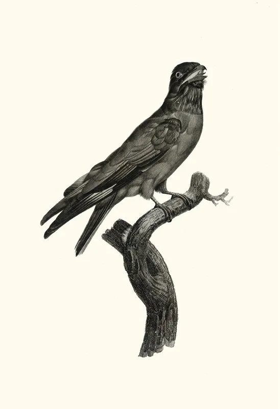 Le Rolle A Gorge Bleu