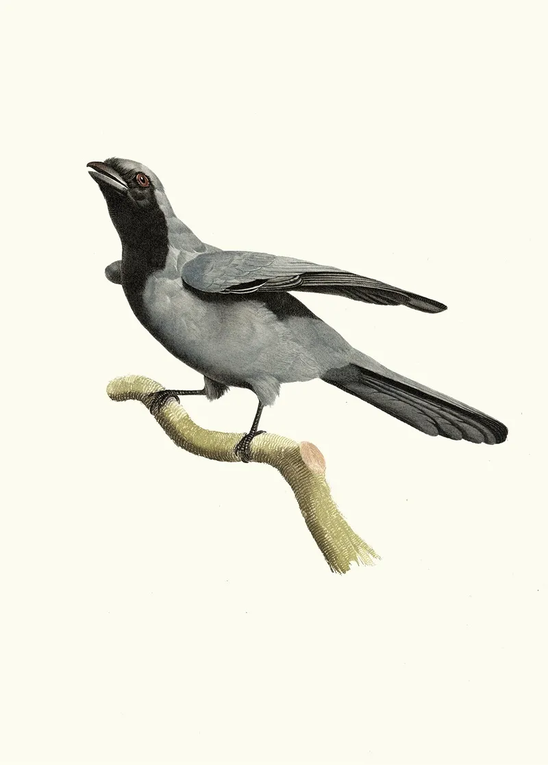 Le Rollier A Masque Noir