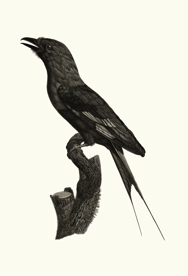 Le Rollier A Ventre Bleu