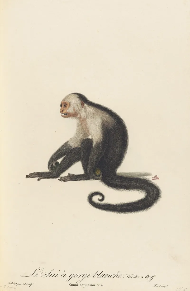 Le Sai A Gorge Blanche