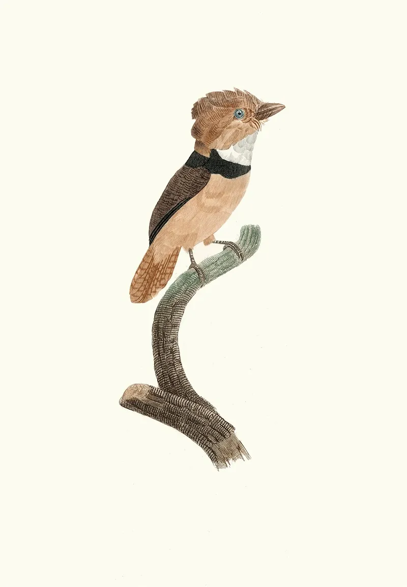 Le Tamatia A Collier Noir