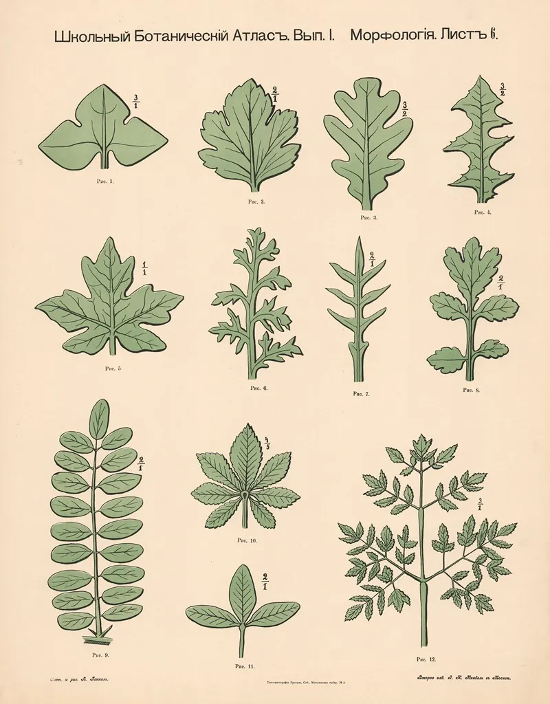 Leaf Shapes by Alexander-Paul Henckel - Canvas Print
