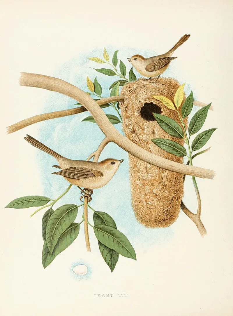 Least Tit by Edwin L. Sheppard - Canvas Print