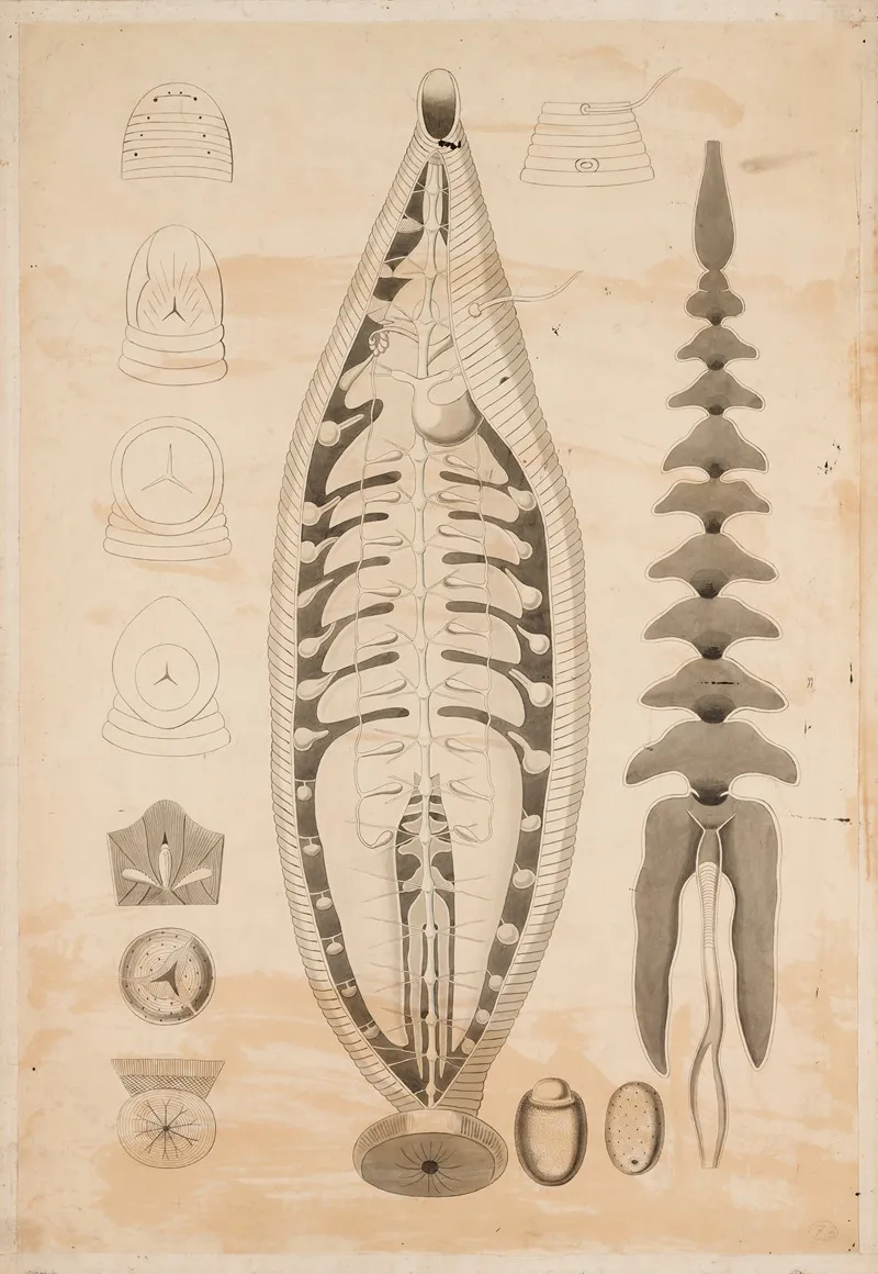Leech Annelid Clitellata Hirudinea
