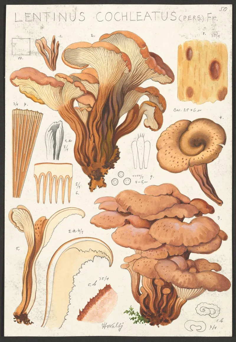 Lentinus Cochleatus Pers Fr