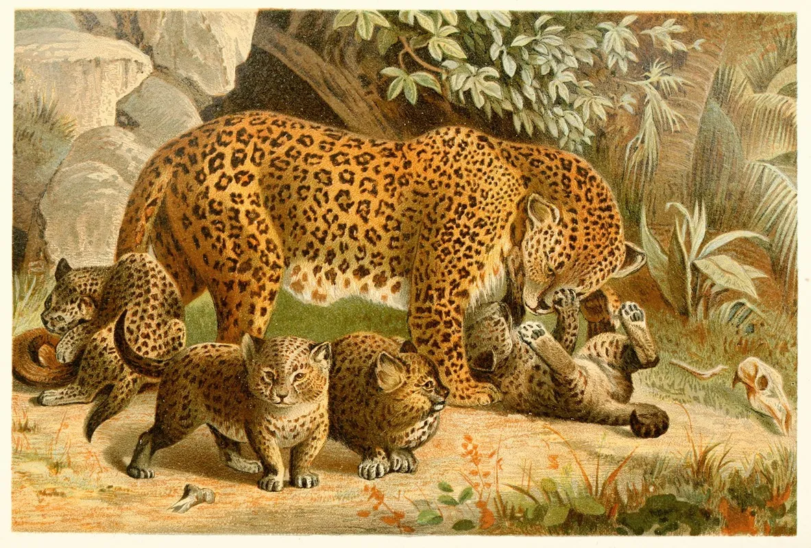 Leopards