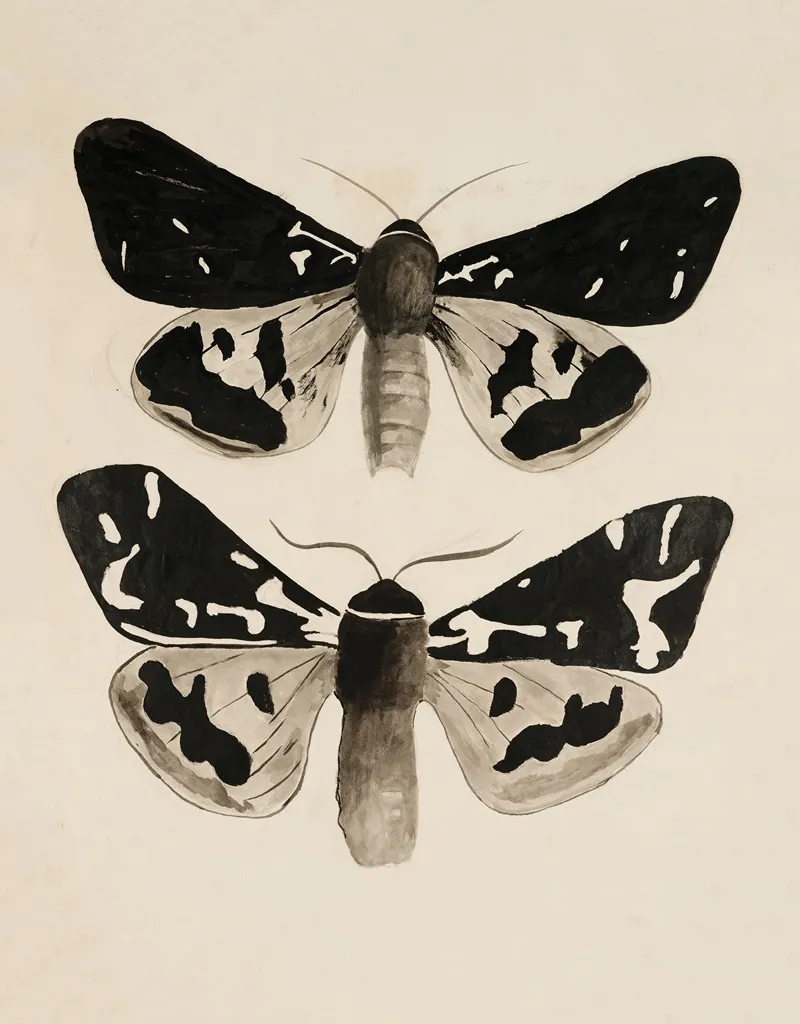 Lepidoptera 2