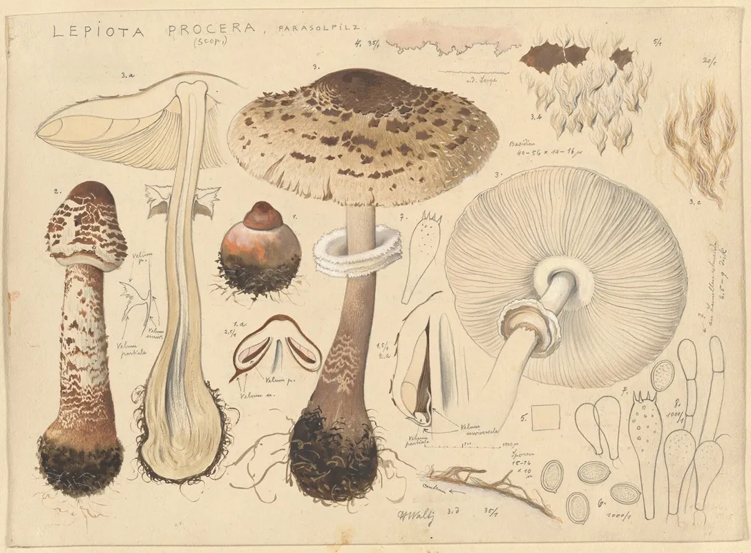 Lepiota Procera Scop by Hans Walty - Canvas Print