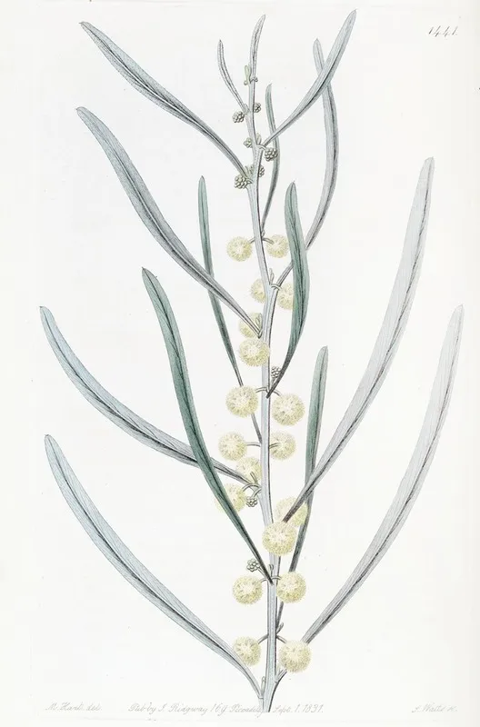 Leprous Acacia