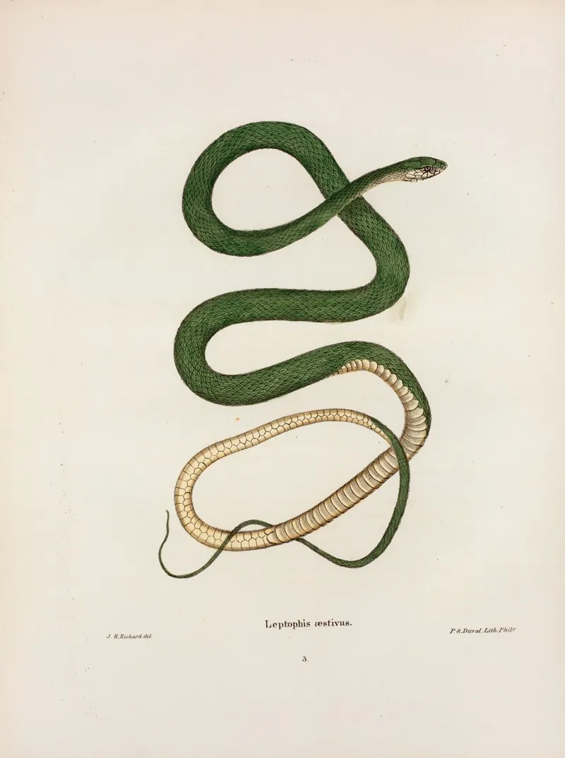 Leptophis Oestivus by John Edwards Holbrook - Canvas Print