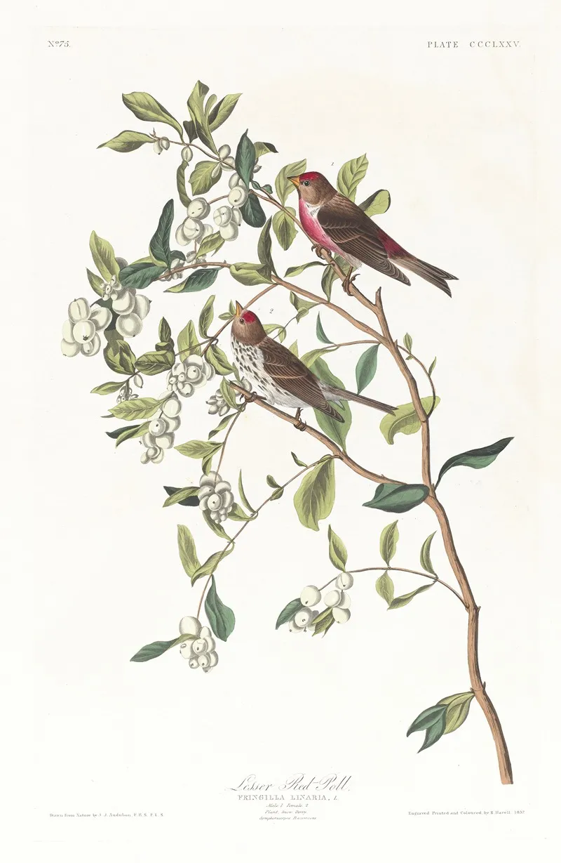Lesser Red Poll by John James Audubon - Canvas Print