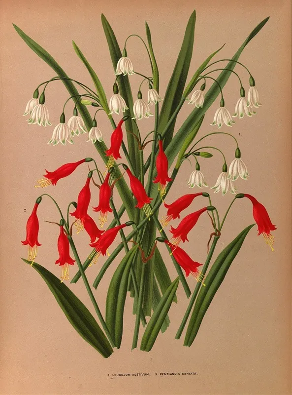 Leucojum Aestivum 2 Pentlandia Miniata by Arentina Hendrica Arendsen - Canvas Print