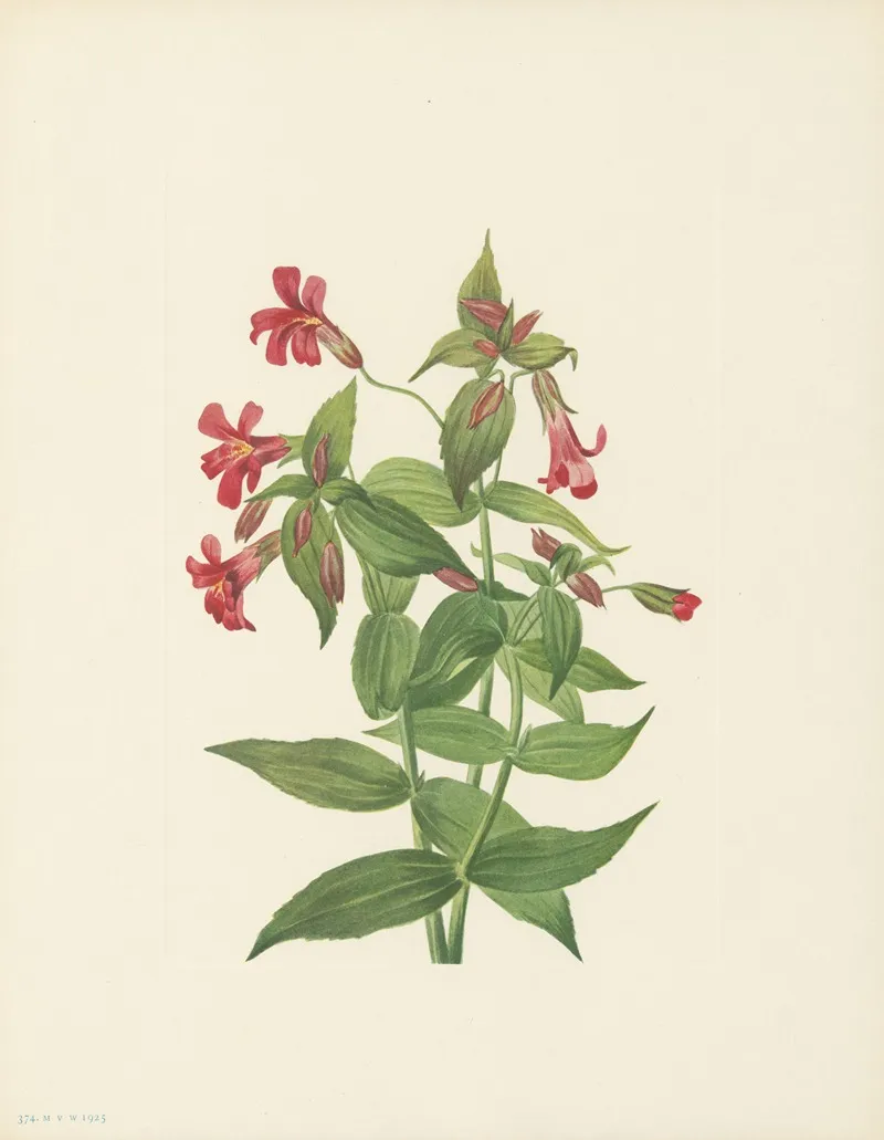 Lewis Monkeyflower Mimulus Lewisii 2