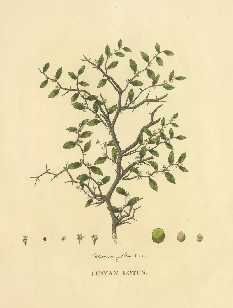 Libyan Lotus