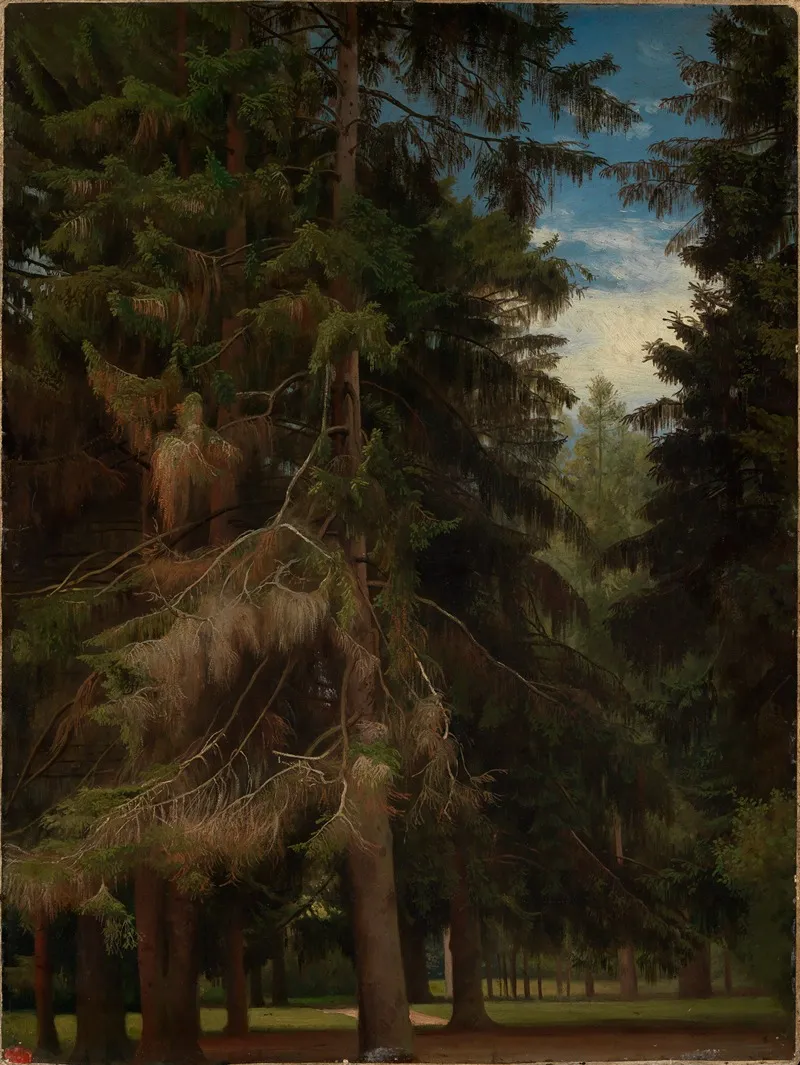 Lichtung Im Tannenwald