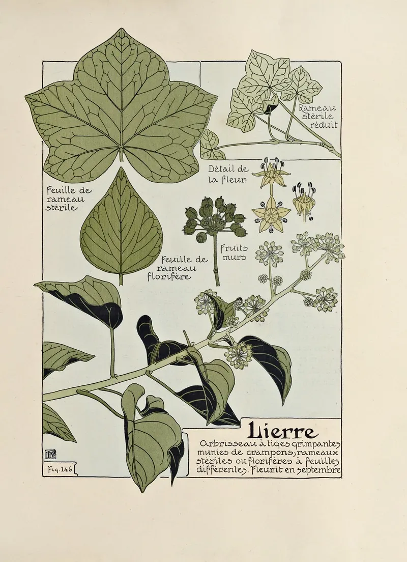 Lierre by Maurice Pillard Verneuil - Canvas Print