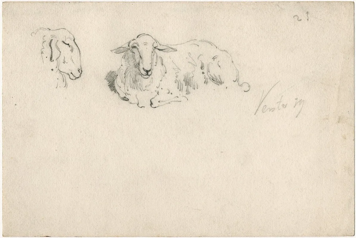 Liggend Schaap Schapekop