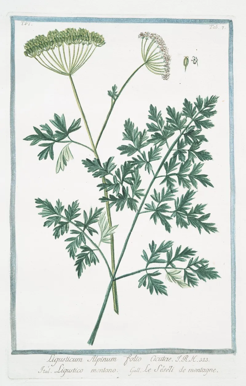 Ligusticum Alpinum Folio Acutae Ligustico Montano Lle Seseli De Montagne Mountain Lovage