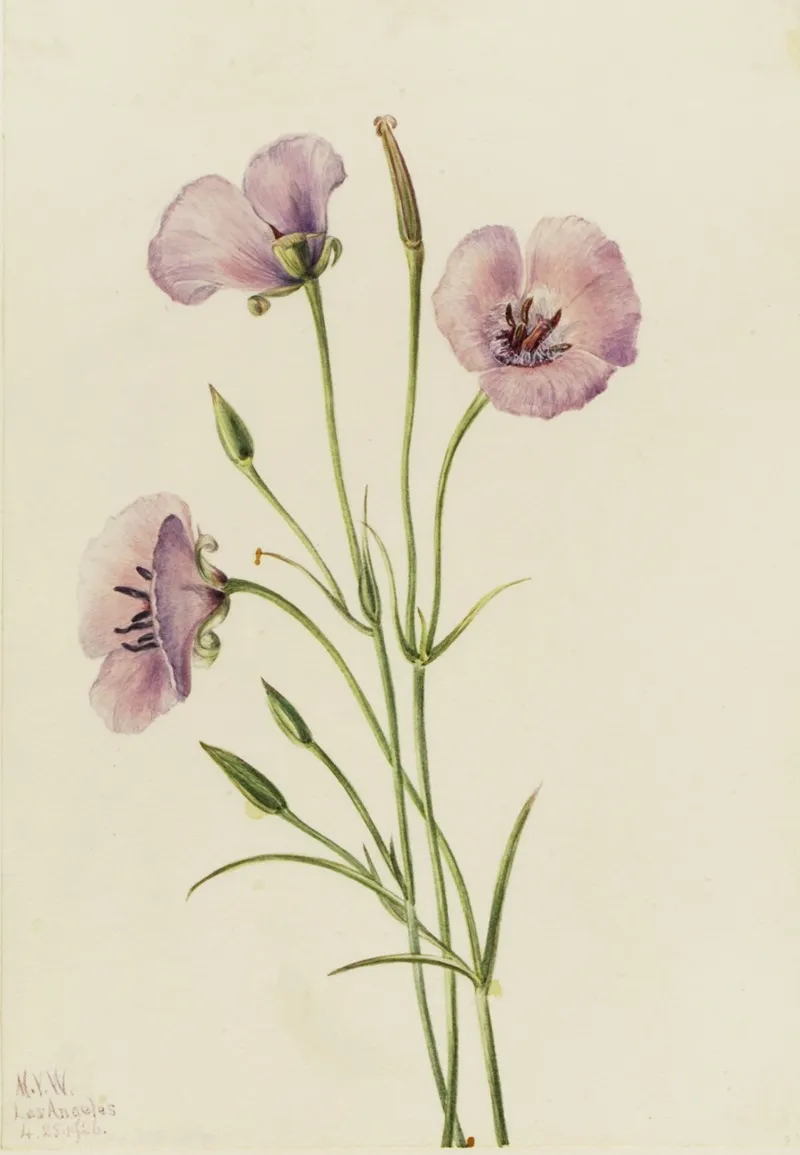 Lilac Mariposa Calochortus Splendens 2