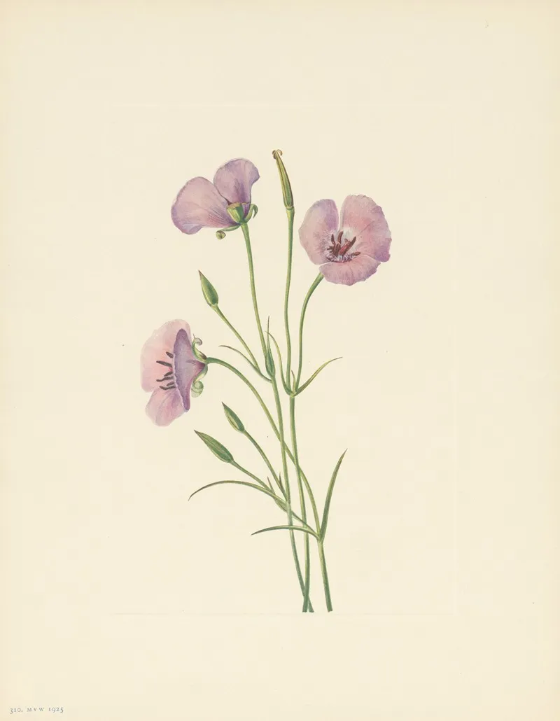Lilac Mariposa Calochortus Splendens 3