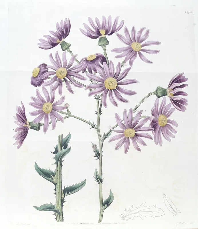Lilac Senecio