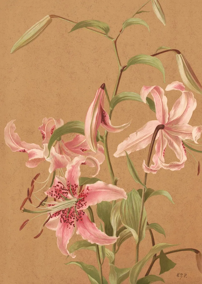 Lilies 5