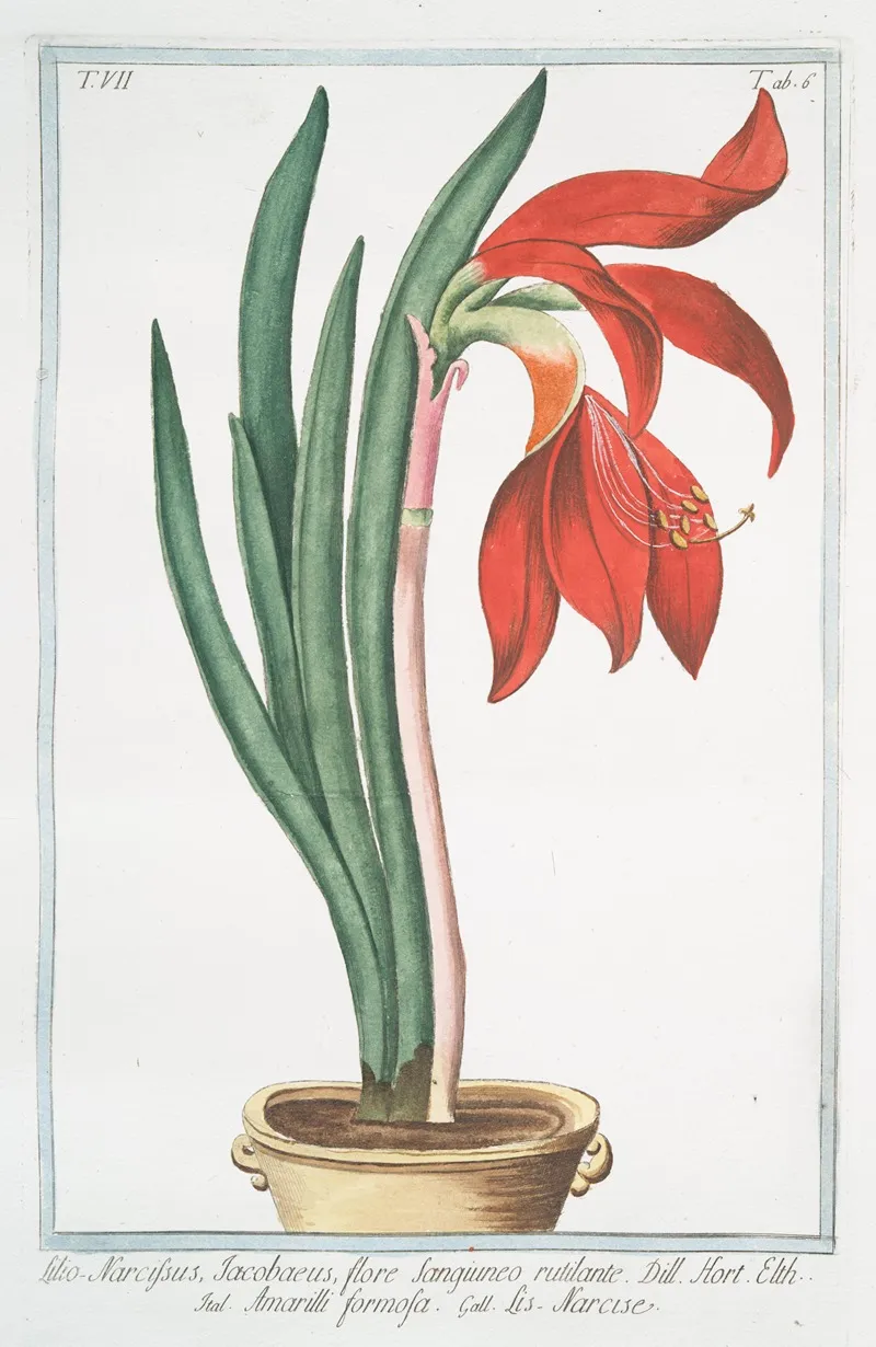 Lilio Narcissus Jacobaeus Flore Sangiuneo Rutilante Amarilli Formosa Narcise Lily Daffodil