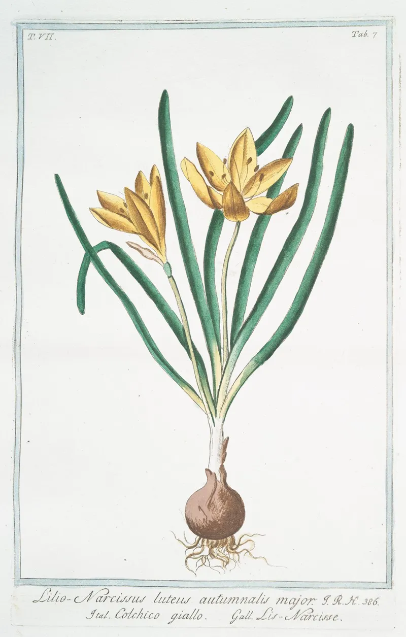 Lilio Narcissus Luteus Autumnalis Major Colchico Giallo Lis Narcisse Colchicum Autumn Crocus Fall Crocus