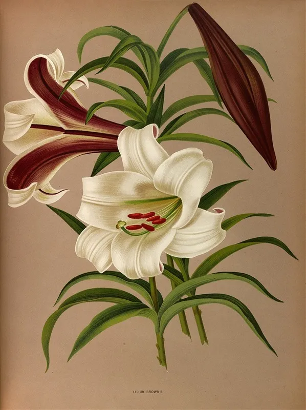 Lilium Brownii by Arentina Hendrica Arendsen - Canvas Print