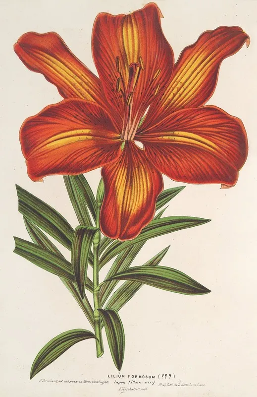 Lilium Formosum