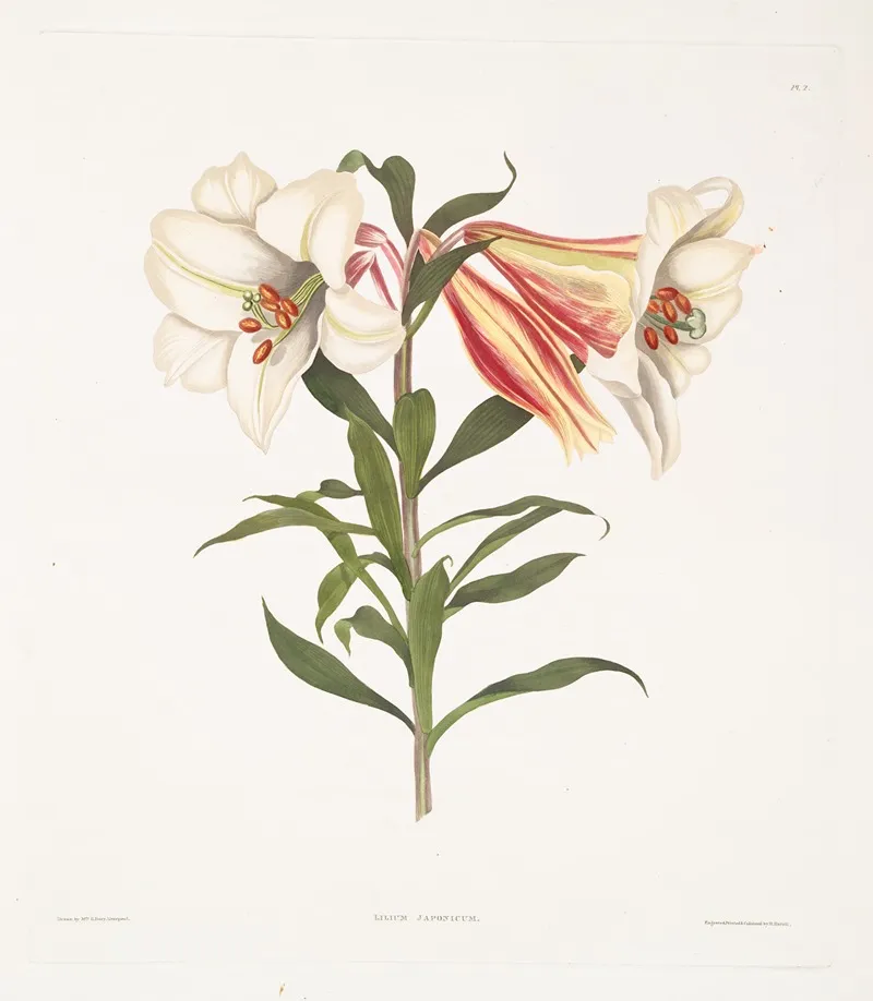Lilium Japonicum 3
