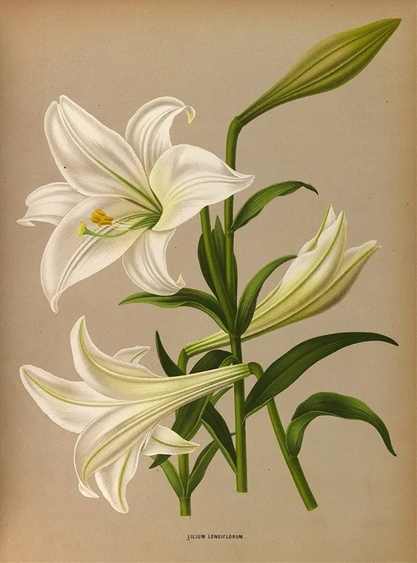 Lilium Longiflurum by Arentina Hendrica Arendsen - Canvas Print