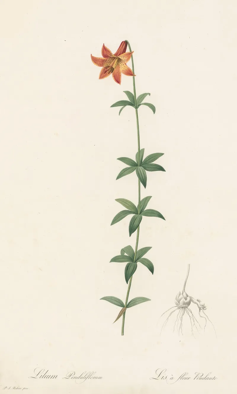 Lilium Penduliflorum