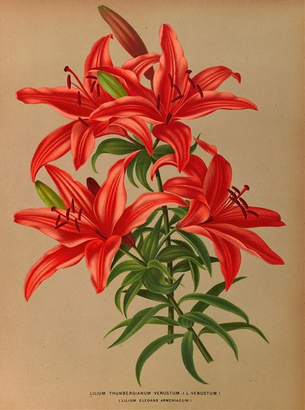 Lilium Thunbergianum Venustum L Venustum by Arentina Hendrica Arendsen - Canvas Print