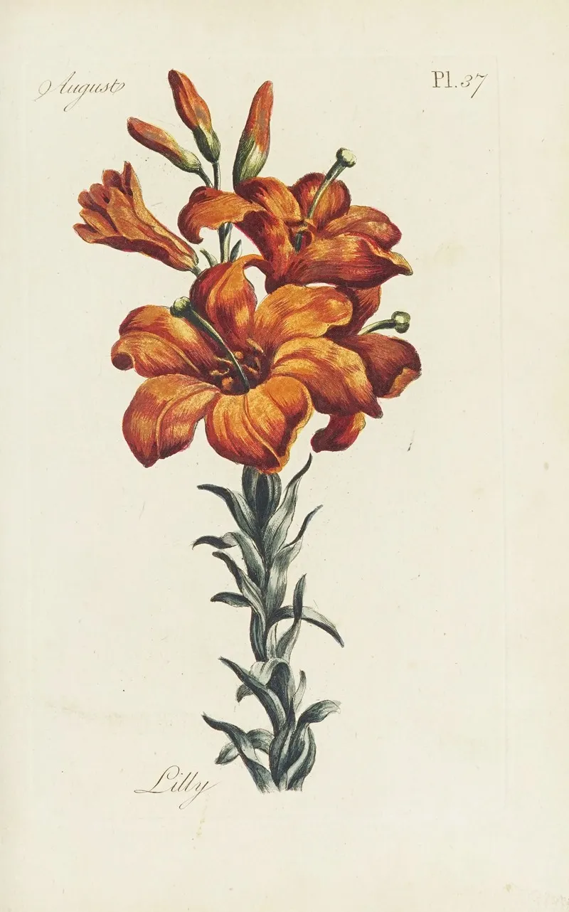 Lilly 2 by Carington Bowles - Canvas Print