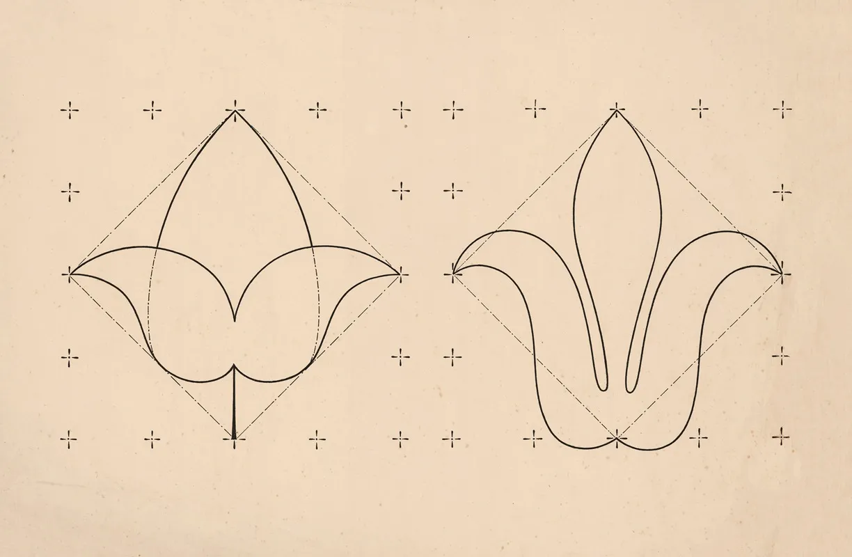 Lily And Other Flower