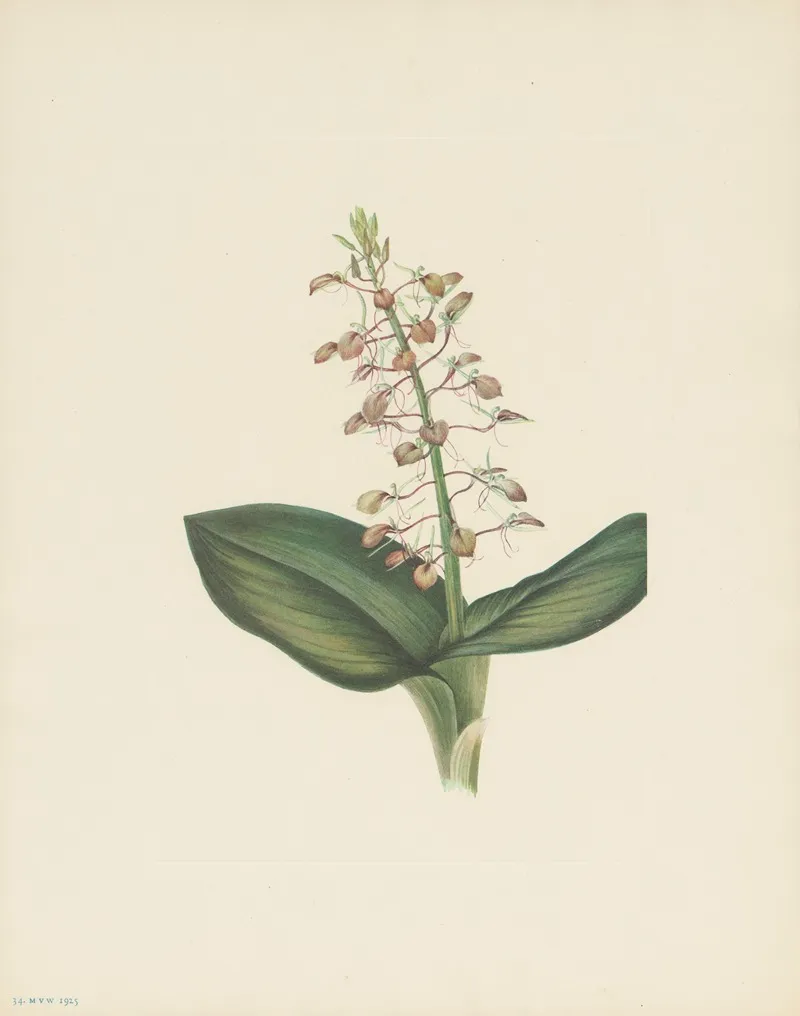 Lily Twayblade Liparis Liliifolia 3