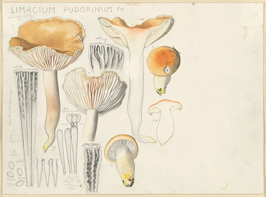 Limacium Pudorinum Fr